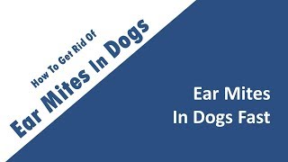 how to get rid of ear mites in dogs fast [upl. by Leeda]