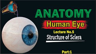 Sclera  Anatomy of Sclera  Structure of Sclera  Composition of Sclera  Made easy  Top lesson4u [upl. by Bo]