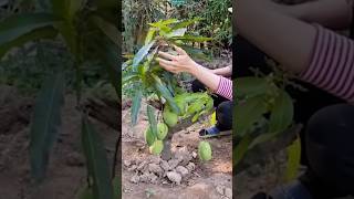 New technique of growing mango plant mangografting mango farming garden viral shorts [upl. by Lyrej]