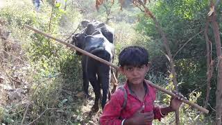 गोमाता को बचाने के लिए शेर से भिड़ने वाले गौपालक  राम भाई। 👍 Gir cows from Somnath and gir forest [upl. by Ravo]