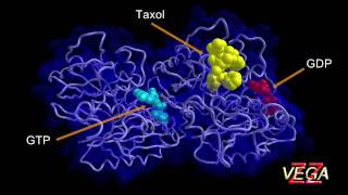 Tubulin 3D structure [upl. by Nohsauq332]