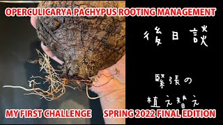 OPERCULICARYA PACHYPUS ROOTING MANAGEMENT SPRING 2022 FINAL EDITION [upl. by Magel770]