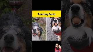 Top 3 Smartest Animals youtubeshorts viralvideo [upl. by Eille]