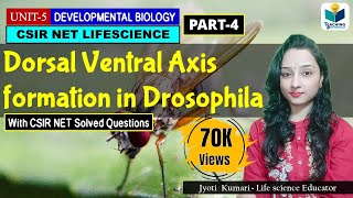 DORSAL VENTRAL AXIS FORMATION IN DROSOPHILAPART4 CSIR NET DEVELOPMENTAL BIOLOGY [upl. by Toor597]