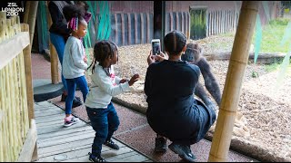 Feed the gorillas at London Zoo [upl. by Meeki]