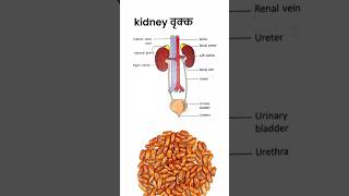 🫘 Kidney shortsvideo shorts trendingshorts viralshort gk science [upl. by Jerz]