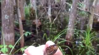 Catching SnakesFinding the differences between the Water Moccasin and Water Snake [upl. by Cilla]