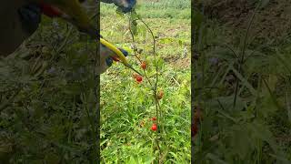 Amazing Tomato Tree agriculture farming amazing shorts [upl. by Pickens]