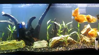 55Gallon Parrot Cichlid and Silver Dollar Aquascape 51124 [upl. by Hercule]