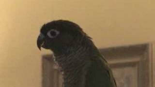 Green cheeked Conure Squawking [upl. by Ram888]