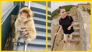 Sunt AGRESIVE maimutele in GIBRALTAR   Vlog 162 [upl. by Coridon]