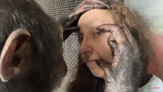 Long Chimpanzee Grooming Session [upl. by Kellsie]