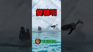 海豹開心的想，我終於如願的吃到可以變聰明的東西了 animals 華哥説動物 wildlife [upl. by Cinelli779]