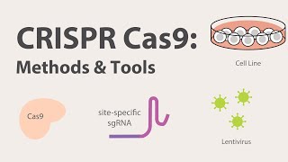 2 CRISPR Cas9  Methods and Tools [upl. by Auqeenwahs229]