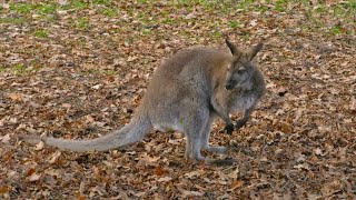 The Bennett’s wallaby problem — a hop skip and jump away from devastation [upl. by Nimajnab]