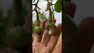 Perkembangan buah jambu mete shortvideo [upl. by Cheryl]