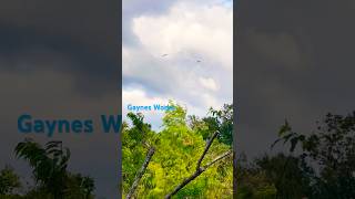 Graceful VulturesSoaring across S Louisiana skiesvultures beautiful nature shortsfeed short [upl. by Eleanor]