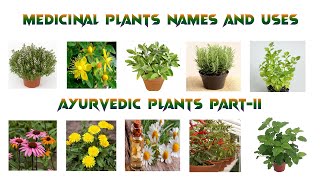 Medicinal Plants And Their Uses PartII  Ayurvedic Plants  Medicinal Plants to Keep in Your Home [upl. by Calvano]