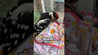 Picked up an injured woodpecker shortvideo animals unbelieveable pets birds woodpecker [upl. by Kecaj]