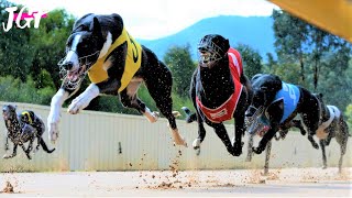 Greyhound racing  The Australian Cup [upl. by Nilre]