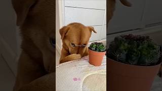 Funny dog funny video episode 93 [upl. by Brawner]