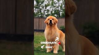 Why chocolate is dangerous to dogs 🤔 facts shorts shortfeed dog [upl. by Dnivra687]