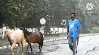 Ramnad rain day 11Manam yengum maaya oonjal [upl. by Esimorp44]