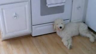 Goldendoodle puppy being naughty [upl. by Atsyrhc]