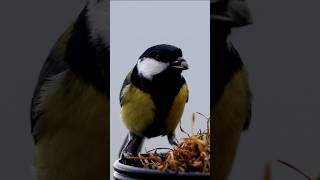 Mésange Charbonnière en Slow Motion 🐦 Dinard France  Short video 4k 2024 mésangecharbonnière [upl. by Eetsirhc716]