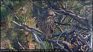 Beautiful Hawk Visits Big Bear [upl. by Sherris882]