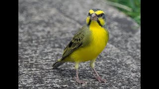 Yellow fronted Canary [upl. by Pulling]