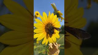 Carpenter Bees Collecting Food [upl. by Pfeffer]