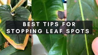 Causes treatment amp prevention of leaf spots  Care tips amp guide  Ep 127 [upl. by Deni]