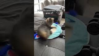 When the automatic cat feeder goes off music cat funnyvideo funny catvideos funnycats [upl. by Eseenaj]