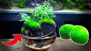 Mini Aqua Terrarium With Flowing Waterfall How To NO FILTER NO FERTS NO CO2 NO HEATER [upl. by Lemon]