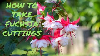 How To Take Cuttings and Propagate Fuchsia [upl. by Amada]