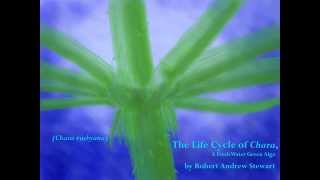 The Life Cycle of Chara a Fresh Water Green Alga [upl. by Norbert]