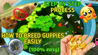 How to breed guppy at home easily  step by step easy process [upl. by Ahse]