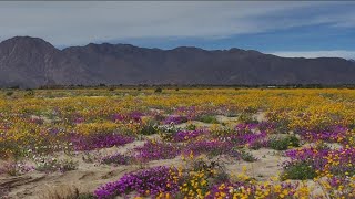 AnzaBorrego Desert State Park sees big wildflower bloom [upl. by Irec]