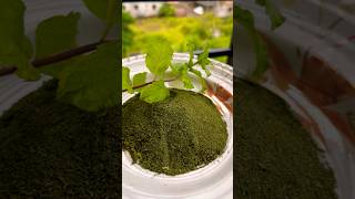 Pudina Mint powder🌱recipe  How to make pudina powder at home  shorts viral ytshorts [upl. by Odnarb]