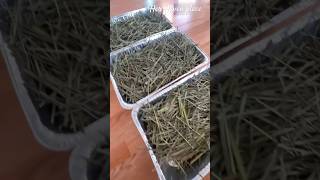 Harvesting lemongrass part3 harvest gardeningtips foodpreservation [upl. by Malia]