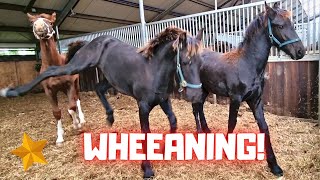 Weaning the foals Rising Star⭐😭 Reina and Sanne Part 3 Friesian Horses [upl. by Yelkcub759]