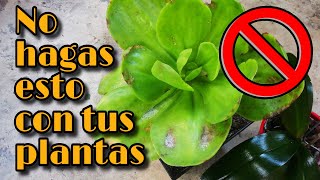 🚫 Estas prácticas queman las hojas de tus SUCULENTAS 🌞  Jardines by Angie [upl. by Jamnes570]