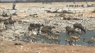 Namibie Etosha National Park [upl. by Gaughan714]