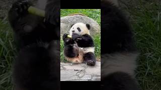 The Panda Xianxianzai Got Startled funny pandaxianxianzai pandabears [upl. by Novehc]