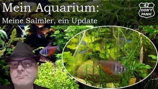 Meine Salmler Hyphessobrycon flammeus  Paracheirodon innesi  ein Update  Mein Aquarium 37 [upl. by Anaicilef]