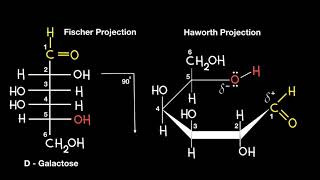 Fischer to Haworth Projection [upl. by Zsuedat]