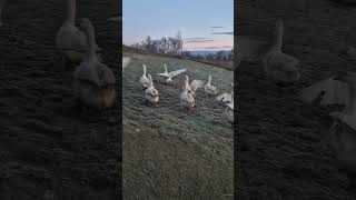 Gęsi zaczynają dzień  geese start the day gęś gąski poranek geese day lifeinthecountryside [upl. by Clance]