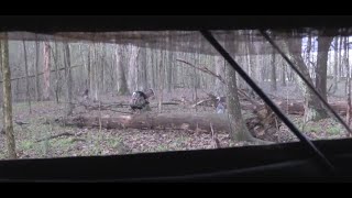 The Sounds of Turkey Hunting [upl. by Nadia]