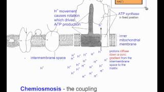 Cellular Respiration Part 6 Chemiosmosis and Summary IB Biology [upl. by Narud]